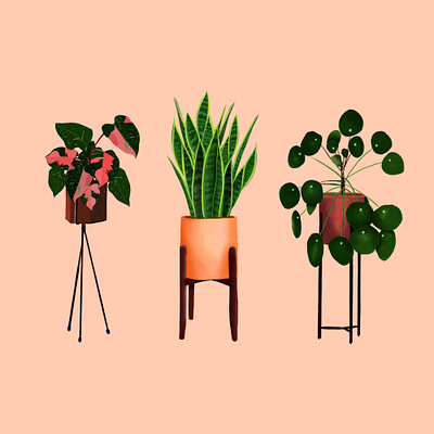 Plantgang botanicalart digital illustration house plants illustration modern plant app plant illustration plants