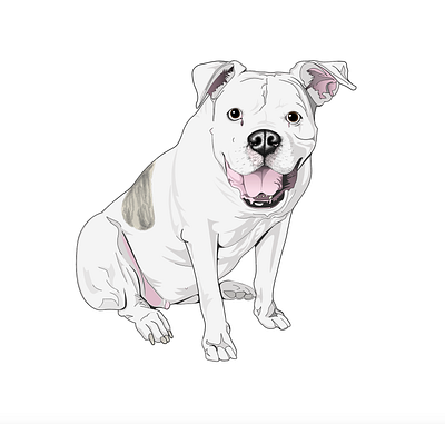 Realistic Illustration - Brinksly the Bulldog bulldog dog dogs illustrator realistic realistic illustration