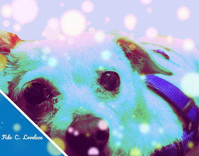 Fido C Lovelace design pets poster design