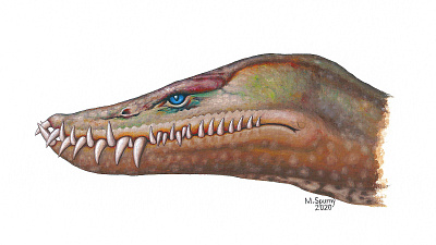 Styxosaurus head animal dinosaur extinct gouache head illustration painting paleoart paleontology plesiosaur reconstruction styxosaurus