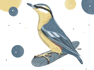 Kleiber illustration bird bird drawing bird illustration birds blue drawing drawings kleiber nature nature art procreate procreate illustration yellow