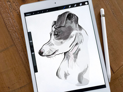 Tegan Illustration apple pencil dog graphic design illustration italian greyhound procreate vector