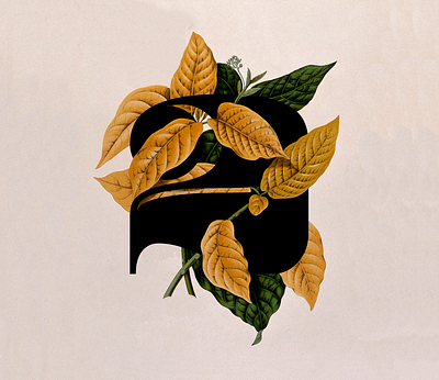 Deux collage illustration plants