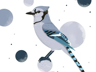 Blauhäher apple pencil bird bird illustration blauhäher draw drawing illustration kiasue procreate procreate art procreate drawing procreate illustration