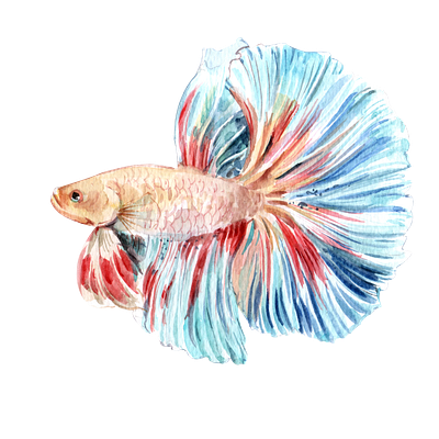 Siamese Fighting Fish watercolor betta fish cute design element icon illustration logo png sticker watercolor