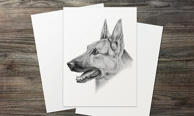 "German Shepherd" | Pencil Portrait Drawing drawing fine art natural history illustration pet portrait portrait