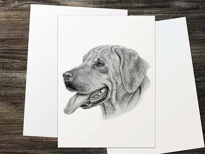 "Rhodesian Ridgeback" | Pencil Portrait Drawing drawing fine art natural history illustration pet portrait portrait