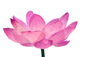 Pink Lotus Flower affinity designer creation design flowers illustration nature art plants texture