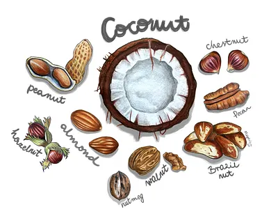 Nuts almond art brazilnut chestnut coconut design food foodillustration hazelnut illustration nutmeg nuts peanut pecan walnut