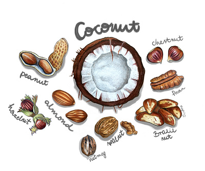 Nuts almond art brazilnut chestnut coconut design food foodillustration hazelnut illustration nutmeg nuts peanut pecan walnut