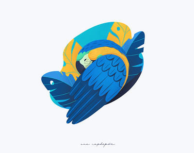 Blue and yellow macaw design flat graphic design illustration procreate
