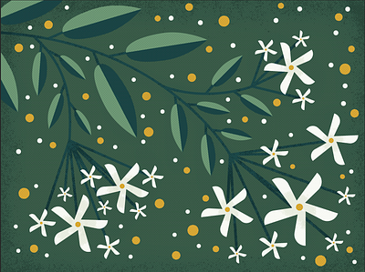 Vine of Star Jasmine floral illustration vector art