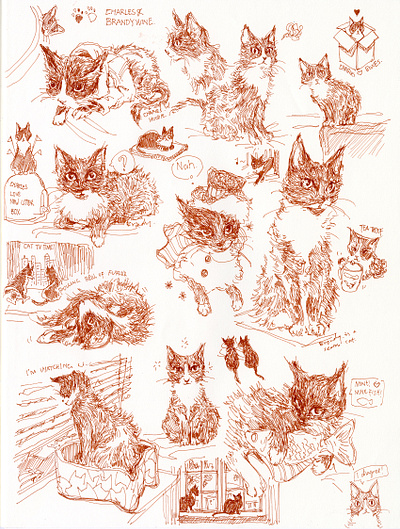 kitty sketch! cat cat illustration cute graphic illustration ink sketch