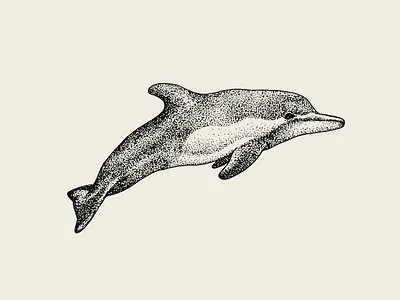 Hand Drawn Dolphin Animal Sea animal animals animation artwork design dolphin fish flat hand drawn icon illustraion illustration logo minimal