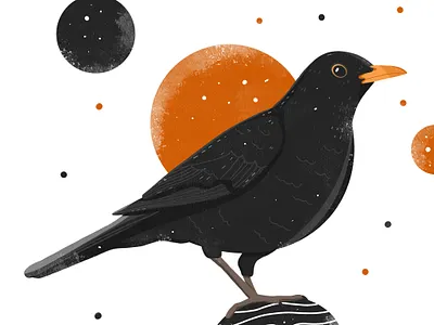 Amsel amsel artwork bird bird illustration draw drawing illustration illustration art illustrators ipadpro kiasue procreate procreate drawing