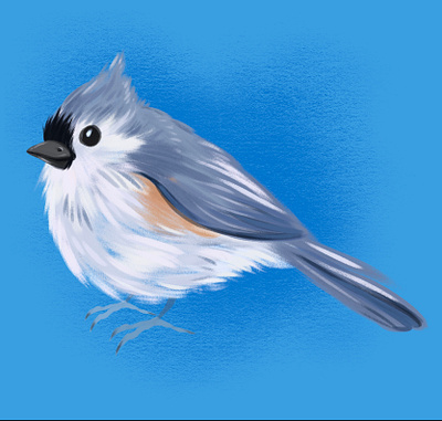 Tufted Titmouse animals bird digital illustration digital painting illustration procreate