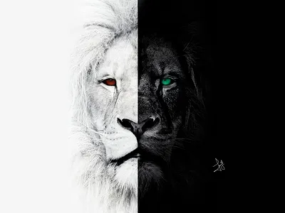 Black and White Conversions || Photo Manipulation in Photoshop | art design image manipulation minimal photo manipulation photography photoshop photoshop tutorial