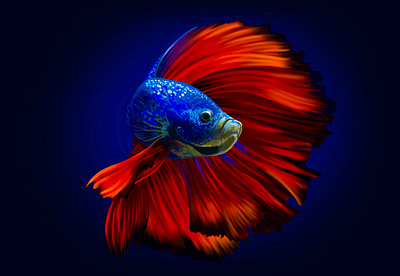 betta fish animal betta fish colorful fish graphic design illustration procreate procreateapp under