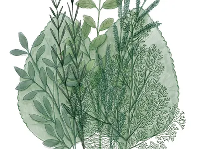 Ervas de Proteção adobe sketch botanical botanical art botanical illustration digital painting healing health herbs illustration plants selfcare