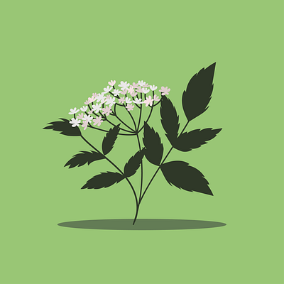 Elderflowers. elderflowers flat flower flower illustration illustration illustration design illustrations illustrator vector vector art