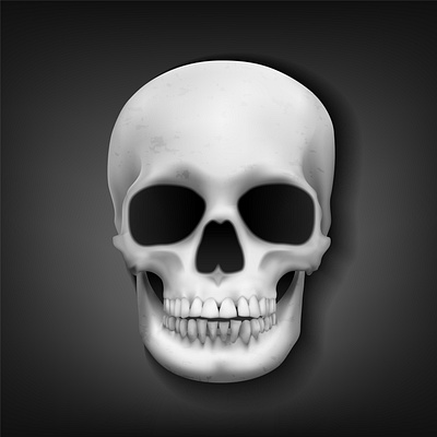 Realistic Skull Head adobe illustrator branding design halloween human illustration skull vector web