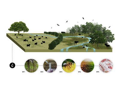 Rewilding project figure animals biodiversity conservation diagram earth friendly figure illustration nature rewilding scicomms science illustration sustainability wildlife