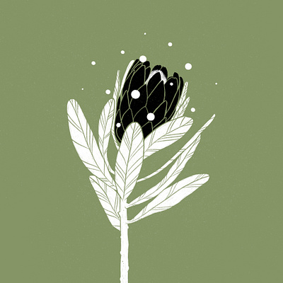 Protea Illustration botanical illustration illustrator nature procreate