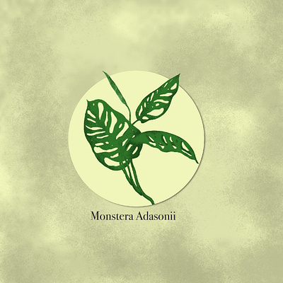 Monstera Adasonii handdrawing hireme illustraion illustrator plant illustration procreate