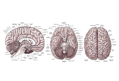 Brain Diagram anatomy brain health illustration medical poster