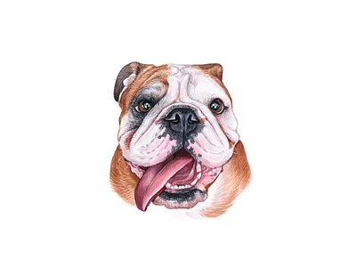 Watercolor bulldog. Watercolor dog animal bulldog dog dog illustration draw drawing illustration pet puppy watercolor watercolor art
