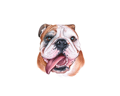 Watercolor bulldog. Watercolor dog animal bulldog dog dog illustration draw drawing illustration pet puppy watercolor watercolor art