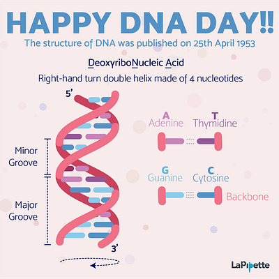 200424 DNADay biology dna flat illustration illustration sciart science scienceart vector