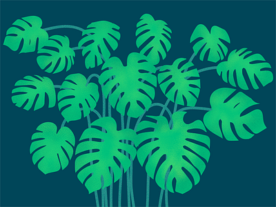 Monstera Plant illustration