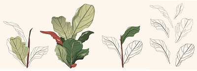 Ficus lyrata adobe illustrator flat illustration plant vector