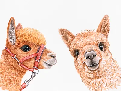 Alpaca alpaca animal draw drawing fun funny illustration lama llama pet pets watercolor watercolor art wool