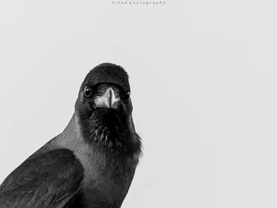 Bird Photo 3 bird crow photo photograph photographer photography