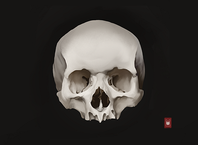 Skull illustration shimur skull skull art