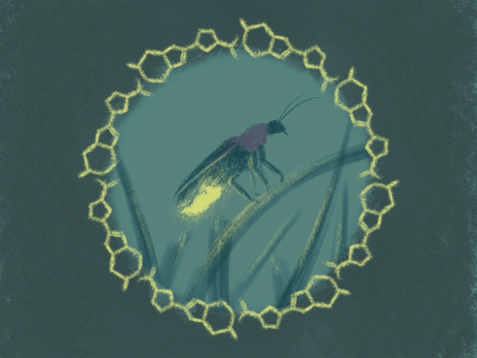 Firefly Luciferin bioluminescence bug firefly glow illustration illustrator insect lightning bug luciferin nature night