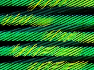 Enigma enigma green illustration lines pattern pattern art pattern design