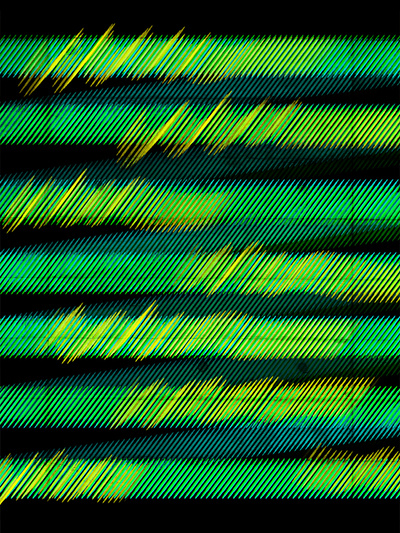 Enigma enigma green illustration lines pattern pattern art pattern design
