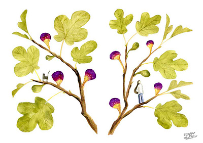 Fig tree illustration watercolour watercolour illustration
