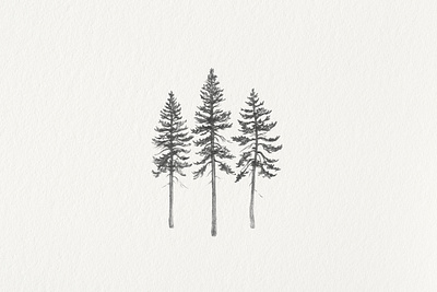 In the Pines botanical hand drawn illustration pencil pine tree