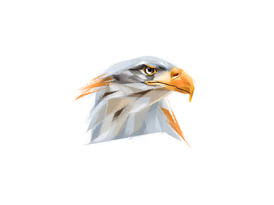 Bald eagle animal bird bird illustration bird of prey brush eagle illustration mexico nature north america photoshop