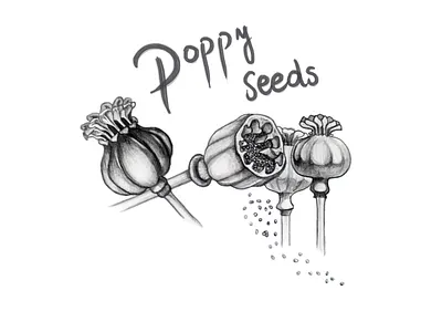 Poppy seeds art botanical design etsy food foodillustration illustration nature poppy poppy seeds seeds
