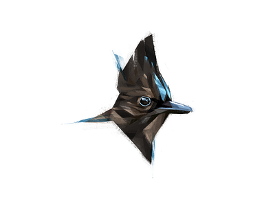 Steller's jay animal bird bird illustration brush illustration jay long crested jay mountain nature north america photoshop stellers jay