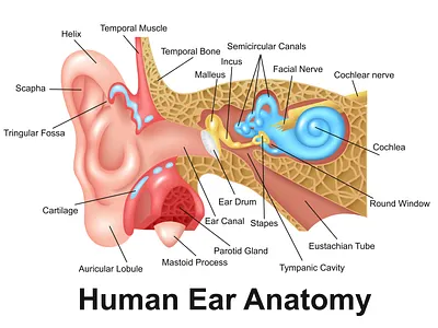 Human Ear Detailed Anatomy adobe illustrator anatomy audio biology design education health healthcare hearing heart human illustration listening medical medicine vector