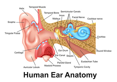 Human Ear Detailed Anatomy adobe illustrator anatomy audio biology design education health healthcare hearing heart human illustration listening medical medicine vector