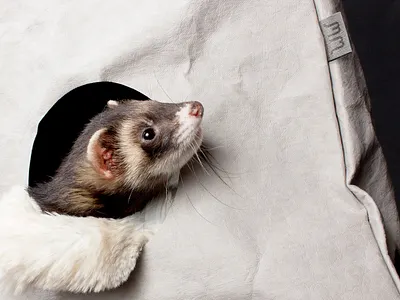 Minimal Mammal animal bed brandidentity branding design ferret graphic highend identity label labeldesign logo luxury mammal minimal packaging paper pet product visual identity