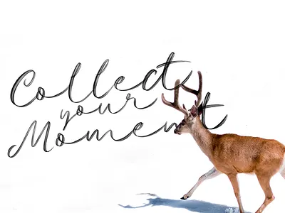 Moment - Tessla Script Font animation app branding design illustration lettering type typography ui website