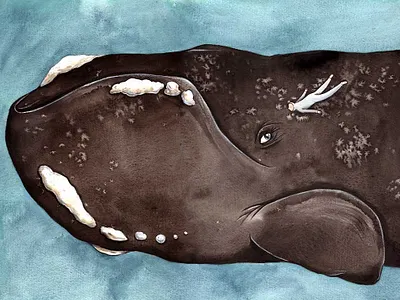 Freediver illustration illustrator watercolor watercolour watercolour illustration